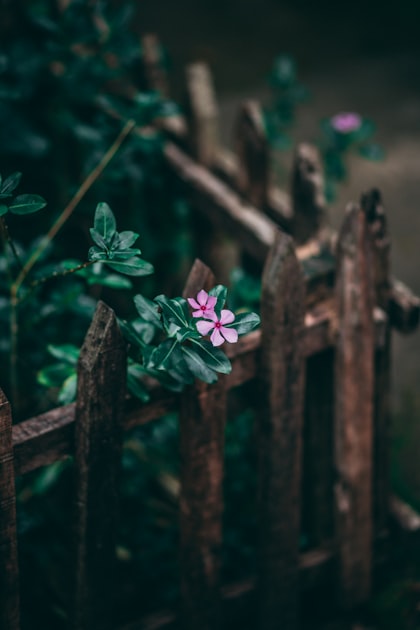 Benefits of Professional Yard Renovation