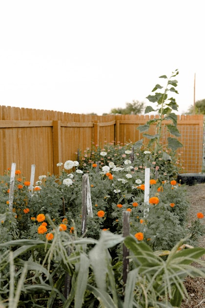 Creating a Sustainable Garden