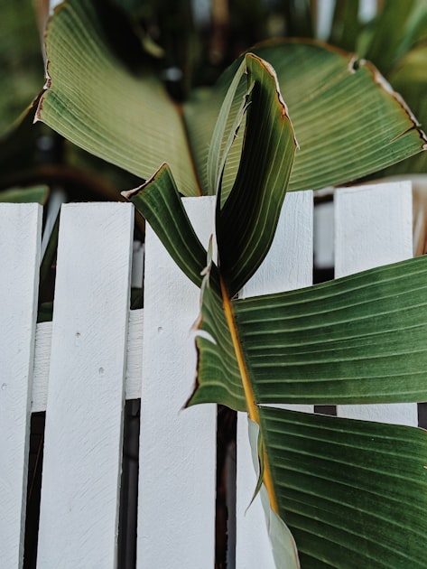 Top 5 Fencing Options for Your Home